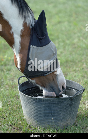 Ein Skewbal farbiges Pferd Mdrinking aus einem Eimer in einem Paddock im Sommer mit einer Fliege Schutz-Maske Stockfoto