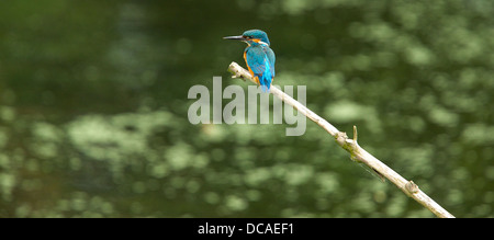 Eisvogel in seiner natürlichen Umgebung am Ufer des Flusses Stockfoto