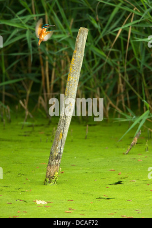 Eisvogel in seiner natürlichen Umgebung am Ufer des Flusses Stockfoto