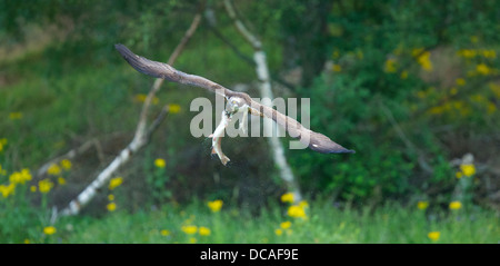 Fischadler in Aktion in Schottland Stockfoto