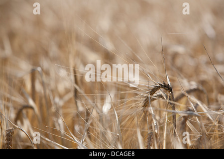 Nahaufnahme der Gerste (Hordeum Vulgare L) Ernte reif für die Ernte, Oxfordshire, Vereinigtes Königreich. Stockfoto