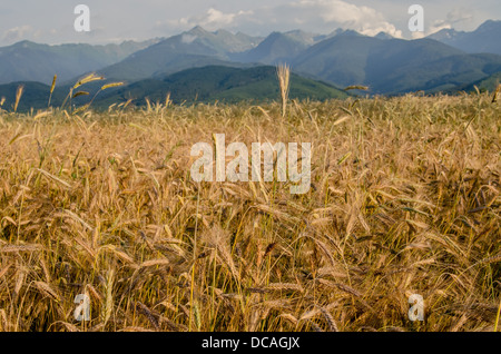 Ein Feld von Gold Körner reif für die Ernte ta den Fuß der Berge im Sommer Stockfoto