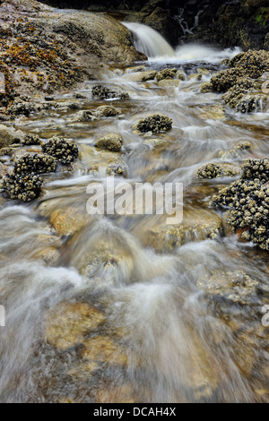 Lachs streamen Wasserfall mündet in Equinox Cove Haida Gwaii Queen Charlotte Islands Gwaii Haanas NP British Columbia Kanada Stockfoto