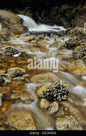 Lachs streamen Wasserfall mündet in Equinox Cove Haida Gwaii Queen Charlotte Islands Gwaii Haanas NP British Columbia Kanada Stockfoto