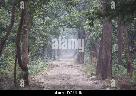 Fernsicht auf einen Tiger zu Fuß auf einer Straße in Sal Wald in Bardia Nationalpark, Nepal Stockfoto