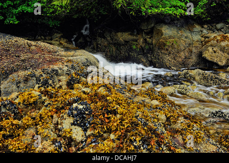 Lachs streamen Wasserfall mündet in Equinox Cove Haida Gwaii Queen Charlotte Islands Gwaii Haanas NP British Columbia Kanada Stockfoto