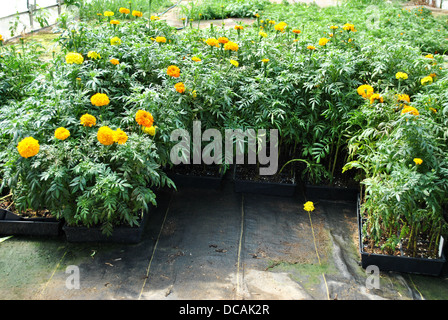 Wachsende helle gelbe Ringelblumen Stockfoto