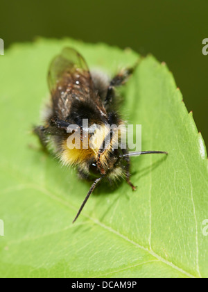 Baumhummel auf eine Gartenpflanze Stockfoto