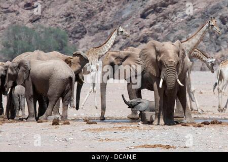 Elefanten und Giraffen sind in dem trockenen Flussbett des Flusses Hoanib im Kaokoveld in der Nähe von Sesfontein, Namibia, 12. Dezember 2012 abgebildet. Foto: Tom Schulze Stockfoto