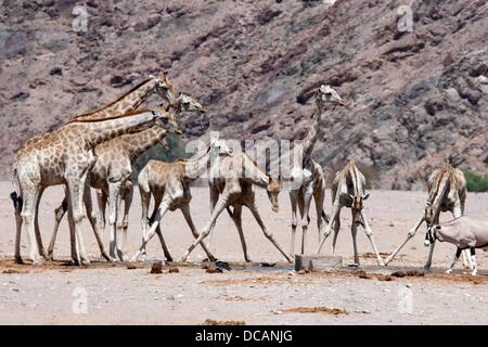 Giraffen sind in dem trockenen Flussbett des Flusses Hoanib im Kaokoveld in der Nähe von Sesfontein, Namibia, 12. Dezember 2012 abgebildet. Foto: Tom Schulze Stockfoto