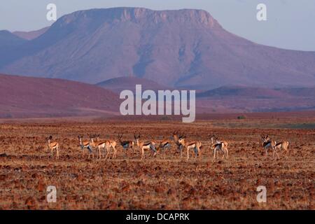 Springböcke im Konzessionsgebiet von Wilderness Safaris auf dem Weg zum Camp Rhino Wüste in der Nähe von Palmwag im Damaraland in Namibia, 9. Dezember 2010. Foto: Tom Schulze Stockfoto