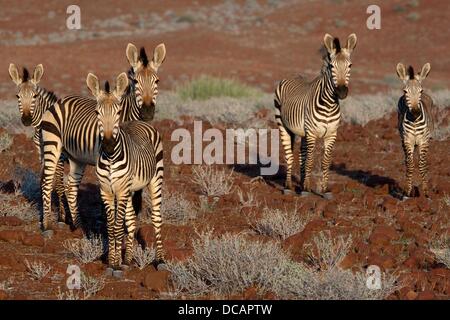 Blick auf Zebras im Konzessionsgebiet von Wilderness Safaris auf dem Weg zum Camp Rhino Wüste in der Nähe von Palmwag im Damaraland in Namibia, 10. Dezember 2010. Foto: Tom Schulze Stockfoto