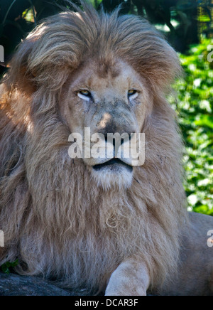 Casper, afrikanische weiße Löwe männlich (Panthera Leo), Isle Of Wight Zoo, Sandown, Isle Of Wight, England Stockfoto