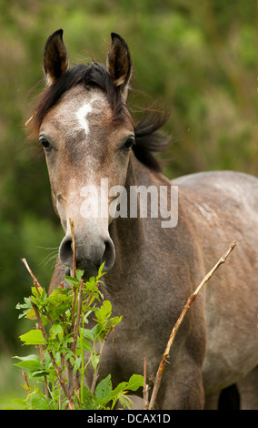 colt, Pferd, Farm, Säugetier, Tier, Natur, Stute, Fohlen, Hengst, Braun, Geschwindigkeit, Weide, schön, Rasse, Reiten, schnell, Pferdehaltung, Galopp, laufen, jung, Stockfoto