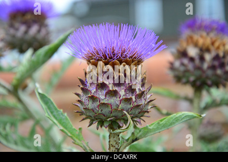 Mariendistel (Silybum Marianum), Newent, Gloucestershire, England, Vereinigtes Königreich Stockfoto