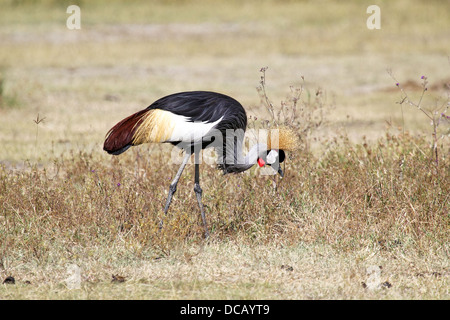 Grey gekrönt Kran (Balearica Regulorum) auf der Suche nach Nahrung in der Savanne, Serengeti Nationalpark, Tansania Stockfoto