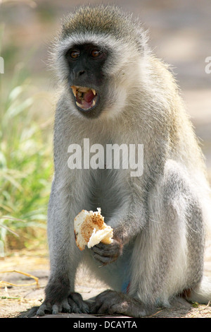 Männliche Vervet Affe (Chlorocebus Pygerythrus) ein Stück Brot essen und Anzeigen von Zähnen, Serengeti Nationalpark, Tansania Stockfoto