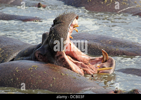 Riesige männliche Flusspferd (Hippopotamus Amphibius) Gähnen in einem Pool in Serengeti Nationalpark, Tansania Stockfoto