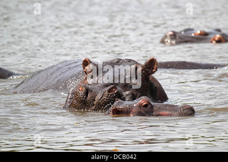Baby Hippo (Hippopotamus Amphibius) und die Mutter in einem Fluss in Serengeti Nationalpark, Tansania Stockfoto