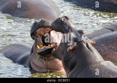 Zwei riesige männliche Flusspferde (Hippopotamus Amphibius) kämpfen in einem Pool in Serengeti Nationalpark, Tansania Stockfoto