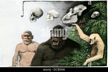 Vergleich der Schädel eines Menschen (Homo), Pithecanthropus erectus, Gorilla, Gibbon, C. 1900. Handcolorierte halftone einer Abbildung Stockfoto