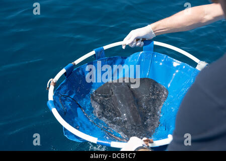 Valencia, Spanien. 14. August 2013. Diese Tiere fanden sich gestrandet auf der Küste von Valencia und deren Behandlung in die Recovery-Bereich ozeanographische Aktion reagiert auf das Protokoll entwickelt, durch das Aquarium zu Beginn der Gestrandete Meerestiere, die betreut werden müssen. Nach der Wiederherstellung, als hatte einige Verletzungen und desorientiert waren, sind in einwandfreiem Zustand zum Meer zurückgegeben werden. Die Übertragung des vierten Streifens ist vertagt, um schwanger zu sein. Bildnachweis: Salva Garrigues/Alamy Live-Nachrichten Stockfoto