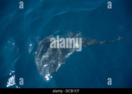 Valencia, Spanien. 14. August 2013. Diese Tiere fanden sich gestrandet auf der Küste von Valencia und deren Behandlung in die Recovery-Bereich ozeanographische Aktion reagiert auf das Protokoll entwickelt, durch das Aquarium zu Beginn der Gestrandete Meerestiere, die betreut werden müssen. Nach der Wiederherstellung, als hatte einige Verletzungen und desorientiert waren, sind in einwandfreiem Zustand zum Meer zurückgegeben werden. Die Übertragung des vierten Streifens ist vertagt, um schwanger zu sein. Bildnachweis: Salva Garrigues/Alamy Live-Nachrichten Stockfoto