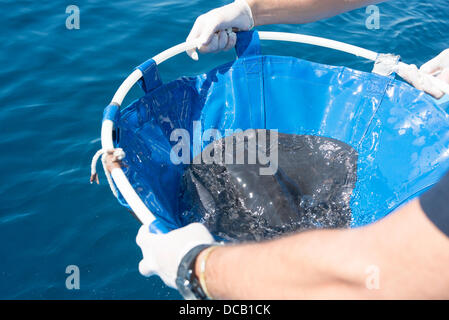 Valencia, Spanien. 14. August 2013. Diese Tiere fanden sich gestrandet auf der Küste von Valencia und deren Behandlung in die Recovery-Bereich ozeanographische Aktion reagiert auf das Protokoll entwickelt, durch das Aquarium zu Beginn der Gestrandete Meerestiere, die betreut werden müssen. Nach der Wiederherstellung, als hatte einige Verletzungen und desorientiert waren, sind in einwandfreiem Zustand zum Meer zurückgegeben werden. Die Übertragung des vierten Streifens ist vertagt, um schwanger zu sein. Bildnachweis: Salva Garrigues/Alamy Live-Nachrichten Stockfoto