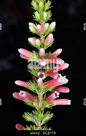 Nahaufnahme der Blüte der Ruby Glow Heide / Ruby Glow Winter Heide - Erica Carnea - Familie Ericaceae Stockfoto