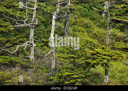 Sitka-Fichte auf der Gordon Inseln Haida Gwaii Queen Charlotte Islands Gwaii Haanas NP British Columbia Kanada Stockfoto