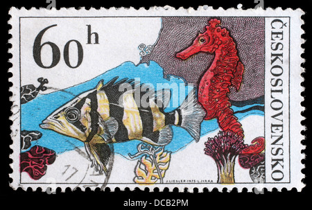 Stempel in der Tschechoslowakei gedruckt, zeigt Datrioides Microlepis und Sea Horse, ca. 1974 Stockfoto