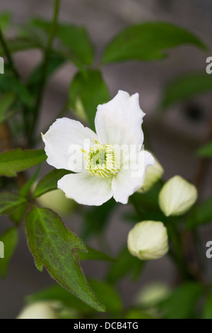 Clematis Montana 'Alba' im Garten wächst. Stockfoto