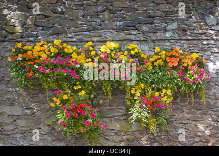 Blumige Anzeige gegen eine Wand an Lynton, Devon, Großbritannien Stockfoto