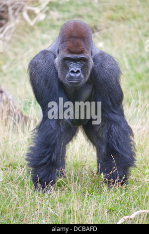 Ein Silberrücken Flachlandgorilla allein stehend Stockfoto