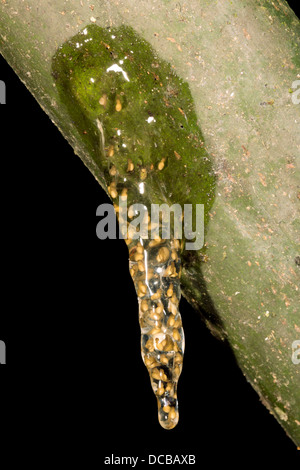 Eiern von einem kleinen Treefrog (Dendropsophus SP.) wird über einen Teich Regenwald in Ecuador Stockfoto