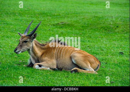 Die gemeinsame Eland, auch bekannt als die südlichen Eland oder Eland-Antilopen Stockfoto