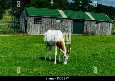 Scimitar Horned Oryx im Longleat Safari Park Stockfoto