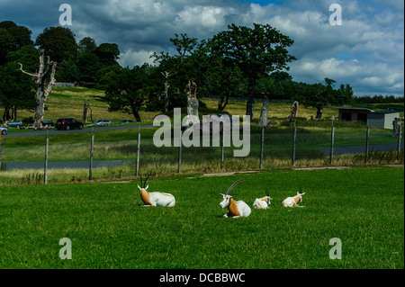 Scimitar Horned Oryx im Longleat Safari Park Stockfoto