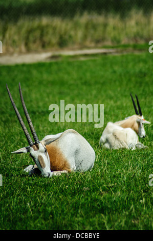 Scimitar Horned Oryx im Longleat Safari Park Stockfoto