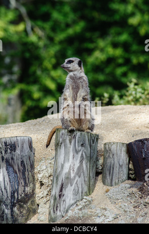 Erdmännchen im Longleat Safari Park Stockfoto