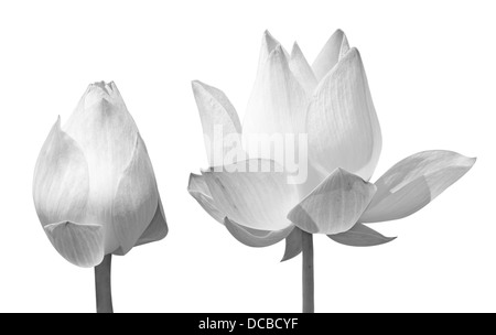 Schöne schwarze Lotus (einzigen Lotusblüte isoliert auf weißem Hintergrund) schwarz Stockfoto