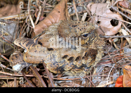 Gemeinsamen rastet (Nyctidromus Albicollis). Ein Küken getarnt im Regenwald Stock, Ecuador Stockfoto