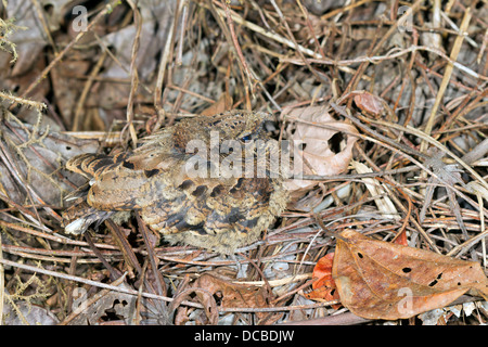 Gemeinsamen rastet (Nyctidromus Albicollis). Ein Küken getarnt im Regenwald Stock, Ecuador Stockfoto