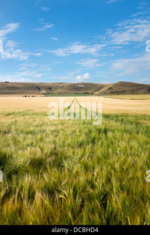 Weizen-Felder bei Alton Barnes mit weißen Pferd im Hintergrund Stockfoto