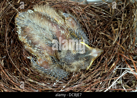 Soziale Flycatcher (Myiozetetes Similis) Küken in einem Nest im ecuadorianischen Amazonasgebiet Stockfoto