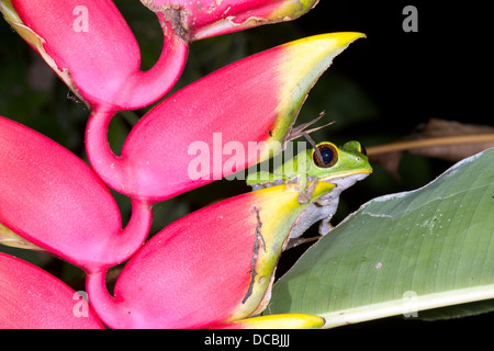 Tarsier Affen Frosch (Phyllomedusa Tarsius) hinter einer Heliconia Rostrata Blume in den Regenwald Unterwuchs, Ecuador Stockfoto