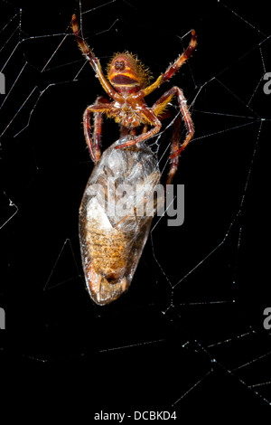 Spinne mit einer vor kurzem eingewickelt Futtertier, eine große Kakerlake im Netz. Stockfoto