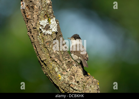 Mönchsgrasmücke Sylvia Atricapilla, Männchen, thront auf Ast im Wald, Lakitelek, Ungarn im Juni. Stockfoto