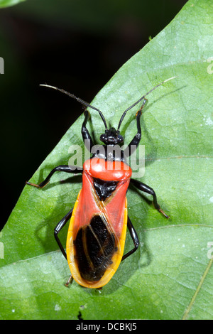 Einen bunten Assassin-Bug (Familie Reduviidae) in den Regenwald, ecuador Stockfoto