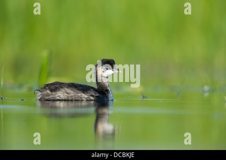 Schwarzhalstaucher Podiceps Nigricollis, Küken, Schwimmen im Sumpf, Tiszaalpár, Ungarn im Juni. Stockfoto